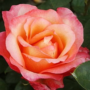 4029-rosa-aquarius-ruze